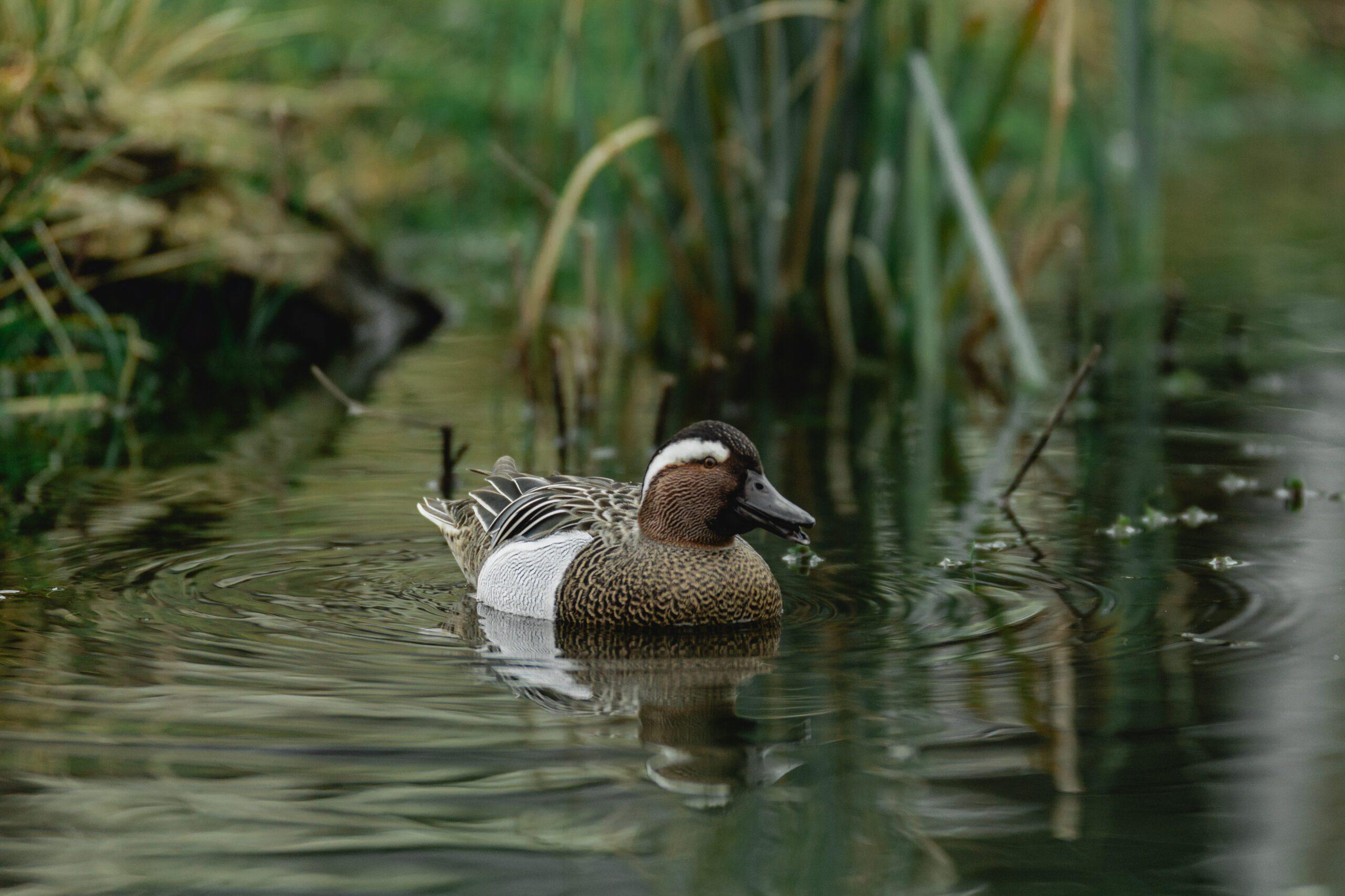 Empowering conservation with cloud innovation